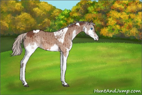 Horse Color:Silver Brown Roan Dun Splash Tobiano Brindle 
