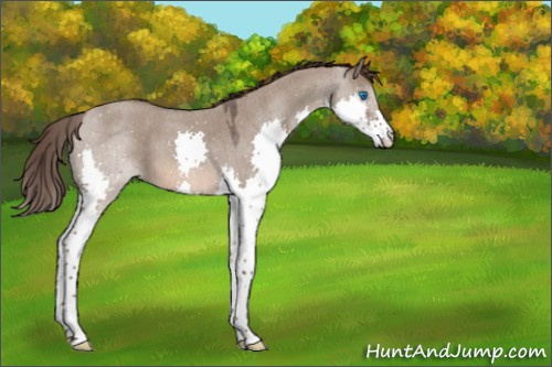 Horse Color:Liver Red Dun Roan Splash 