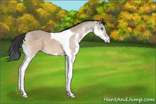 Horse Color:Brown Dun Splash Tobiano 