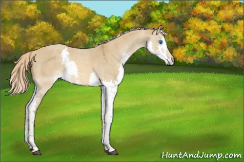 Horse Color:Chocolate Palomino Roan Dun Splash Rabicano 