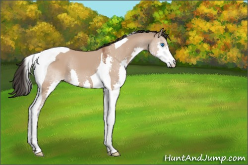 Horse Color:Bay Dun Splash Tobiano 