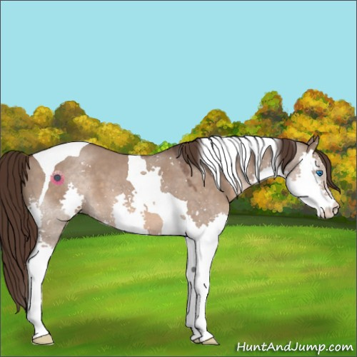 Horse Color:Liver Red Dun Roan Splash Tobiano 