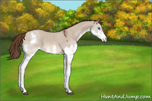 Horse Color:Liver Red Dun Roan Splash 