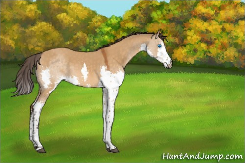 Horse Color:Buckskin Dun Splash Tobiano 