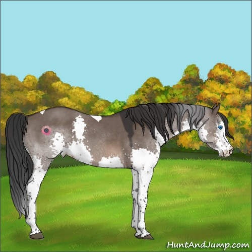 Horse Color:Brown Dun Splash Tobiano Rabicano 