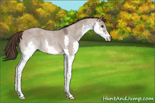 Horse Color:Liver Red Dun Roan Splash 