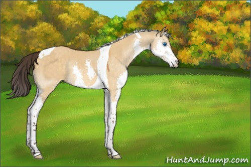 Horse Color:Buckskin Dun Splash Tobiano 