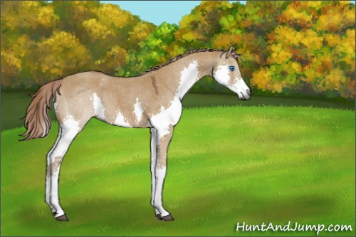 Horse Color:Gray Chocolate Palomino Roan Dun Splash 