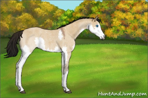 Horse Color:Gray Buckskin Roan Dun Splash 