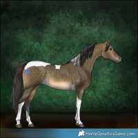 Horse Color:Buckskin Dun Tobiano Rabicano 