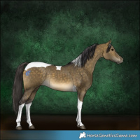 Horse Color:Buckskin Dun Tobiano Rabicano
