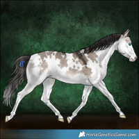 Horse Color:White Spotted Brown Dun Splash Rabicano