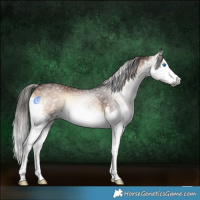 Horse Color:Gray White Spotted Liver Red Onyx Splash 