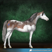 Horse Color:White Spotted Bay Mushroom Splash Tobiano 