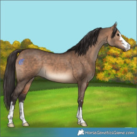 Horse Color:Bay Dun