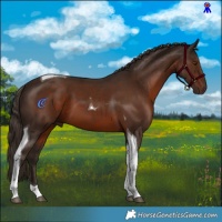 Horse Color:Liver Chestnut Tobiano 