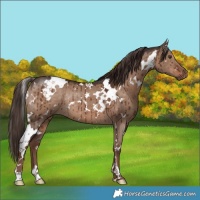 Horse Color:White Spotted Liver Red Dun Rabicano Brindle 