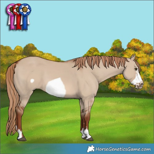 Horse Color:Red Dun Frame 