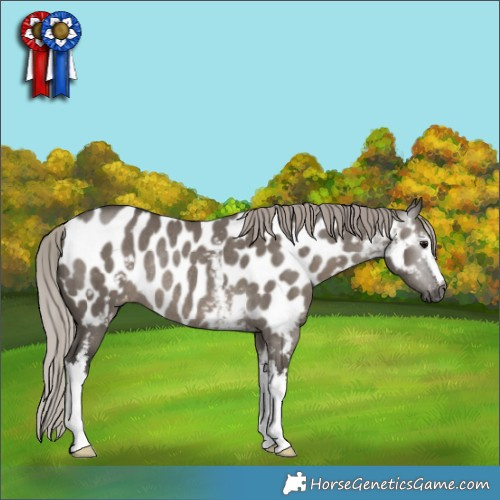 Horse Color:Gray White Spotted Silver Grullo Appaloosa Rabicano 
