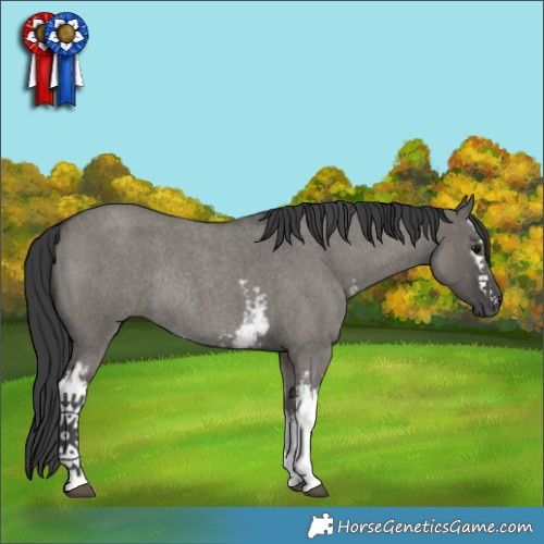 Horse Color:White Spotted Grullo Roan Rabicano 