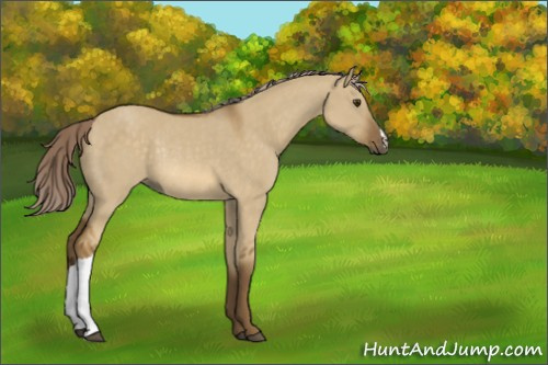 Horse Color:Chocolate Palomino Dun Rabicano 