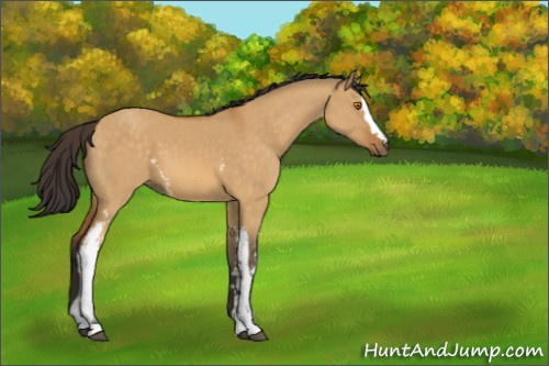 Horse Color:White Spotted Buckskin Dun 