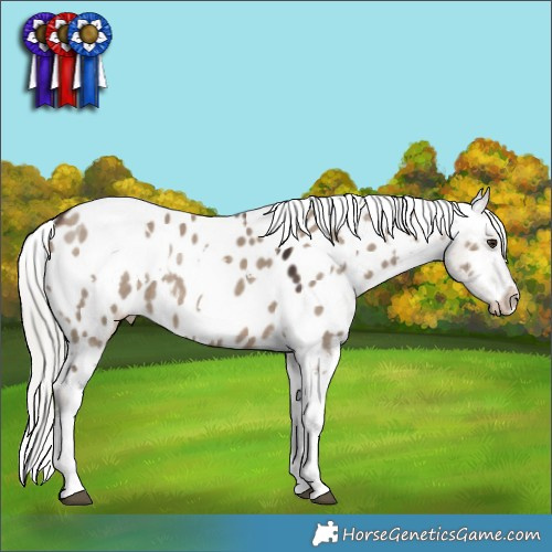 Horse Color:White Spotted Silver Brown Dun Appaloosa Rabicano 