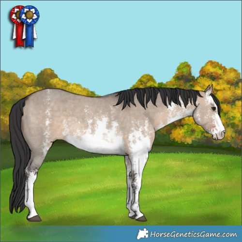 Horse Color:White Spotted Brown Dun Sabino 