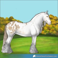 Horse Color:Buckskin Dun Sabino Blanket Rabicano 