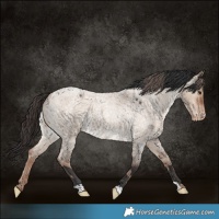 Horse Color:Bay Roan Dun  and Liver Red Dun Roan Appaloosa 