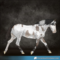 Horse Color:Bay Roan Dun  and Liver Red Dun Roan Varnish 