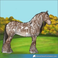 Horse Color:White Spotted Liver Red Dun Appaloosa Rabicano and White Spotted Liver Red Dun