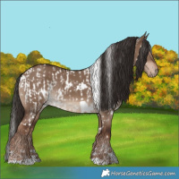 Horse Color:White Spotted Liver Red Dun Appaloosa Rabicano  and White Spotted Liver Red Dun 