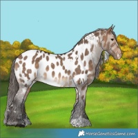 Horse Color:White Spotted Bay Dun Near Leopard 
