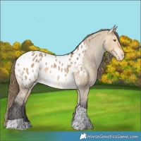 Horse Color:Buckskin Dun Tobiano Appaloosa Rabicano