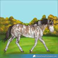 Horse Color:Bay Dun Sabino Rabicano 