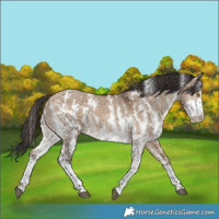 Horse Color:Bay Dun Sabino Rabicano 
