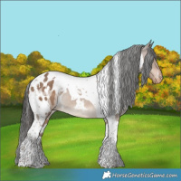 Horse Color:White Spotted Liver Red Dun Tobiano Appaloosa 