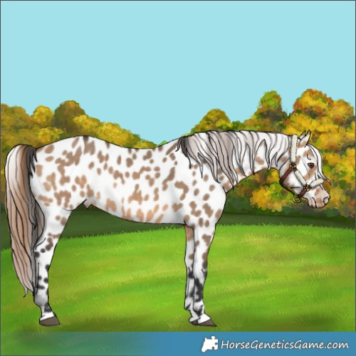 Horse Color:Bay Dun Appaloosa