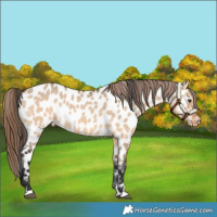 Horse Color:Bay Dun Appaloosa 