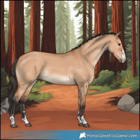 Horse Color:Bay Dun