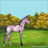 Horse Color:Watercolor White Spotted Brown Dun 