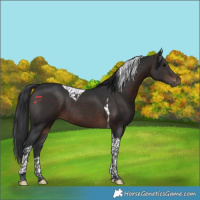Horse Color:Brown Tobiano 