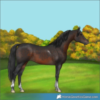 Horse Color:Brown Tobiano 