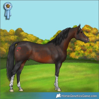 Horse Color:Brown Tobiano Rabicano 