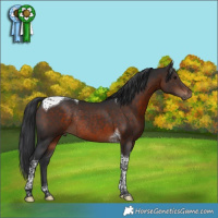 Horse Color:Brown Tobiano Rabicano