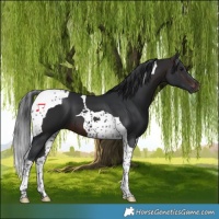 Horse Color:Brown Tobiano 