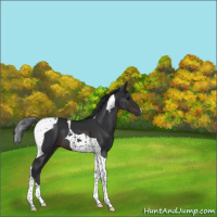 Horse Color:Brown Tobiano 