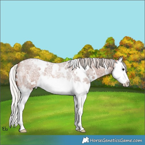 Horse Color:White Spotted Silver Bay Roan Splash Rabicano 