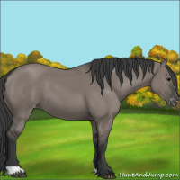 Horse Color:Grullo Varnish 